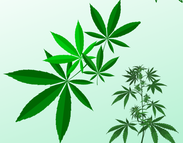 Marijuana and Surgery