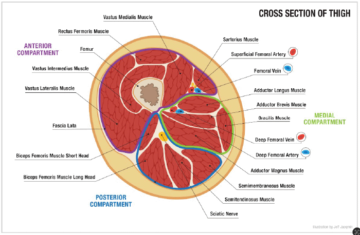 Transverse anatomical illustration of the thigh, delineating the anterior, posterior, and medial compartments